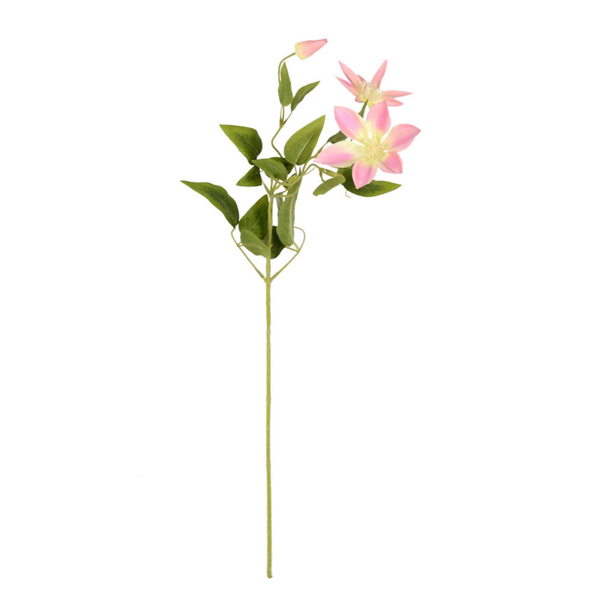 Pink Clematis Stem, 6ct.